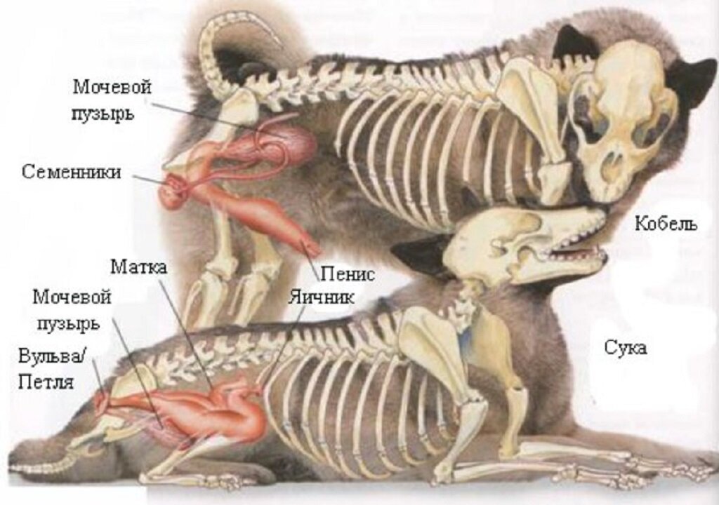 Фотография Яндекс.Картинок.