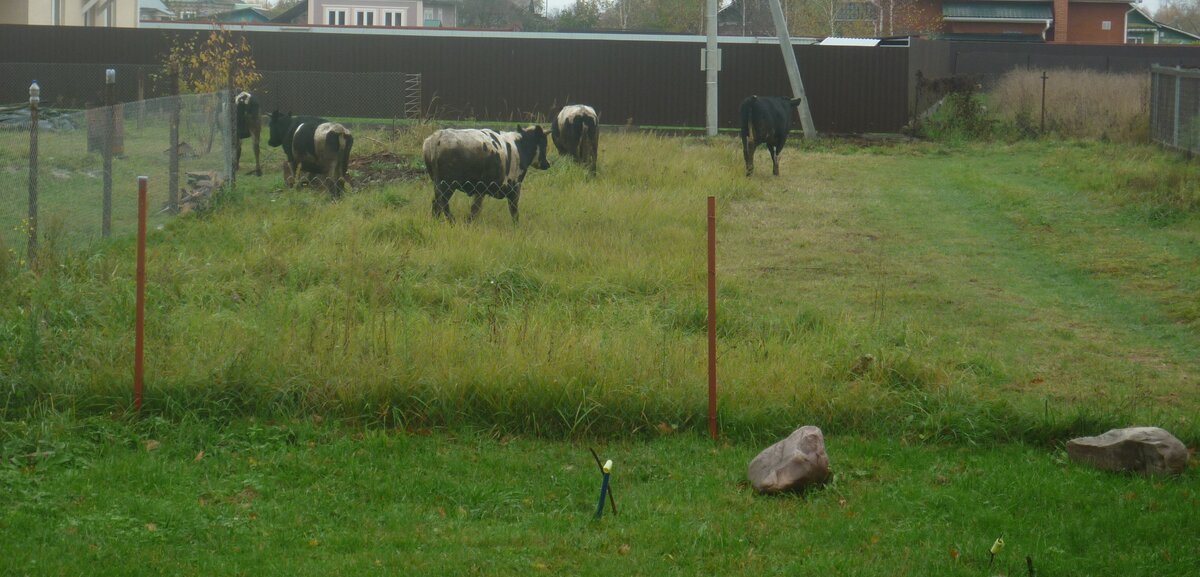 Коровы в гости пришли.