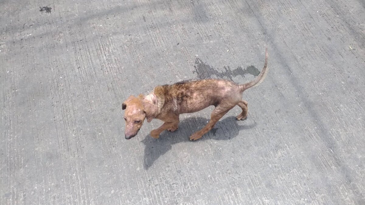 Щенок у магазина 7eleven.