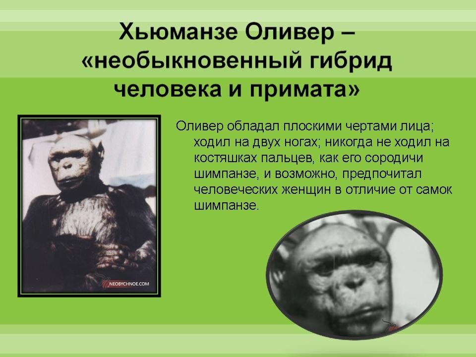 История обезьянника 
О Сухумском обезьяньем питомнике в свое время многие слышали. Он расположен у подножия Кавказских гор на берегу Черного моря, во влажном субтропическом климате. На площади в несколько гектаров там обитали несколько тысяч человекообразных обезьян. Посмотреть на них  съезжались со всего СССР туристы и зоологи. Сегодня сухумский обезьянник выглядит удручающе. От 7500 обитателей осталось всего 280. Часть поголовья была вывезена под Адлер, но большинство животных погибли во время абхазо-грузинской войны. А вот архив питомника сохранился почти полностью. Там и отыскались документы, пролившие дополнительный свет на опыты профессора Иванова по скрещиванию человека и обезьяны. Видимо, потерпев фиаско в Африке, он не успокоился и сумел договориться с советским правительством о покупке за рубежом партии обезьян. Именно с них и начался сухумский питомник.