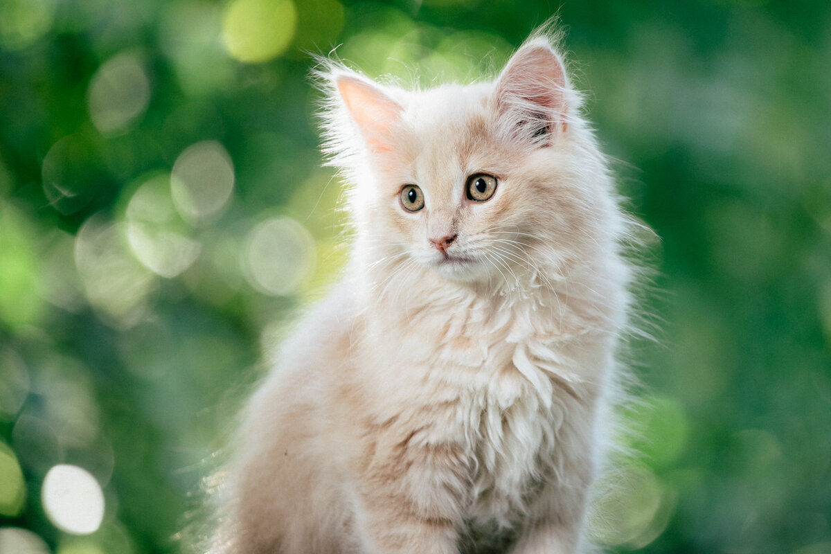 А Вы суеверны? 15 народных примет, связанных с кошками | Про Кошек | Дзен