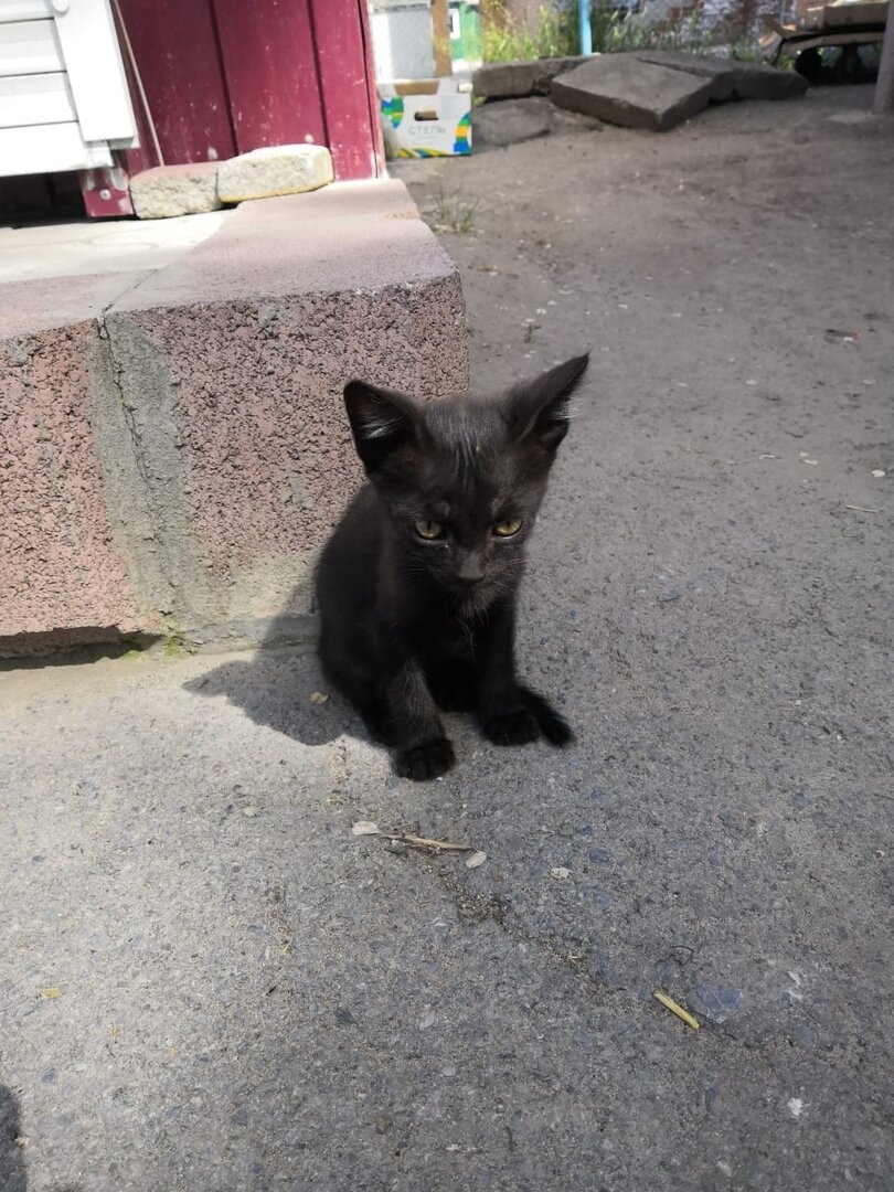 Хорошо, что он не умеет читать рэп)