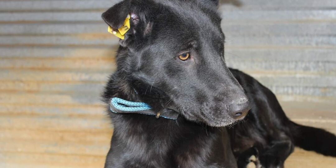 Кто такой Стэн?