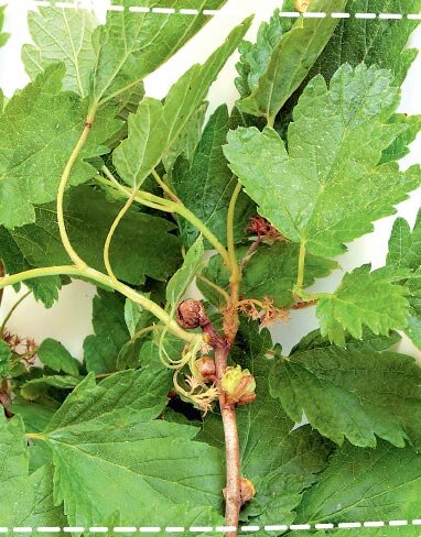 
Смородинный почковый клещ