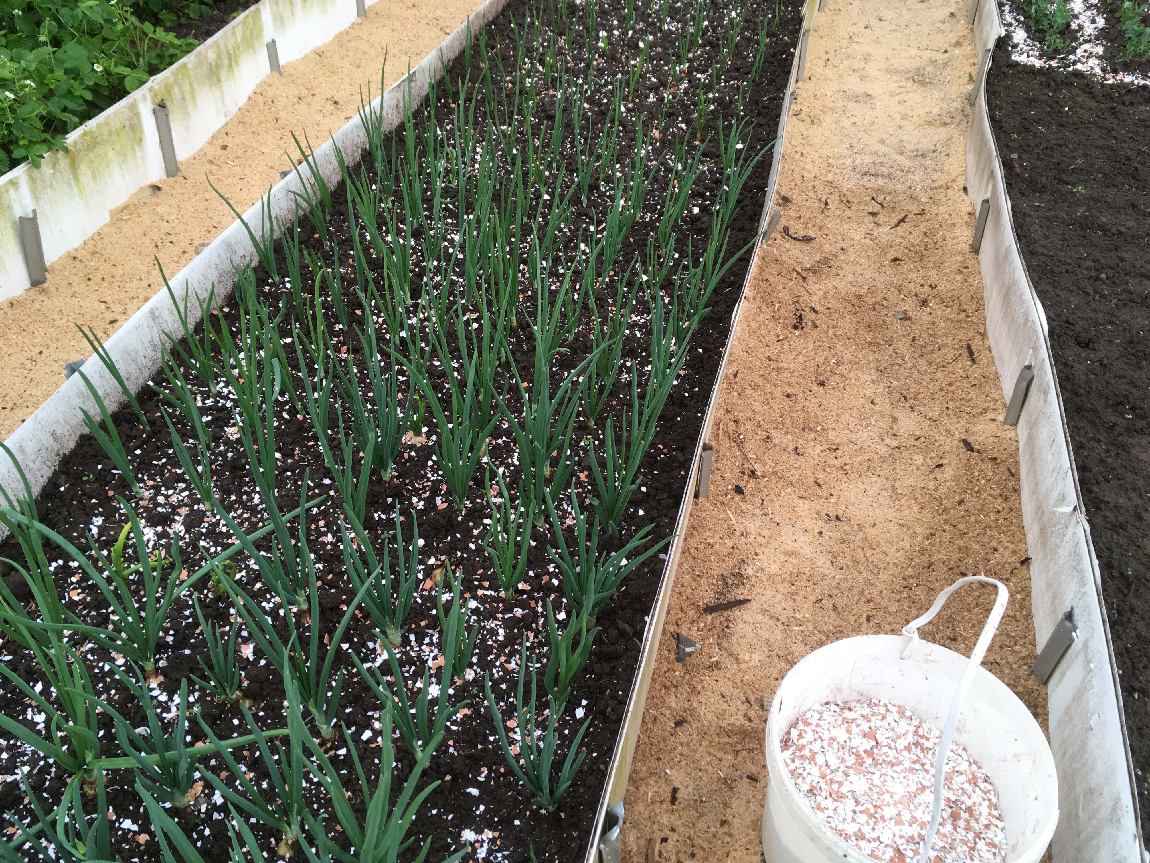 Мульча из яичной скорлупы. Скорлупки яиц в огороде. Яичная скорлупа для огорода. Скорлупа от яиц для огорода. Яичная скорлупа для огорода.
