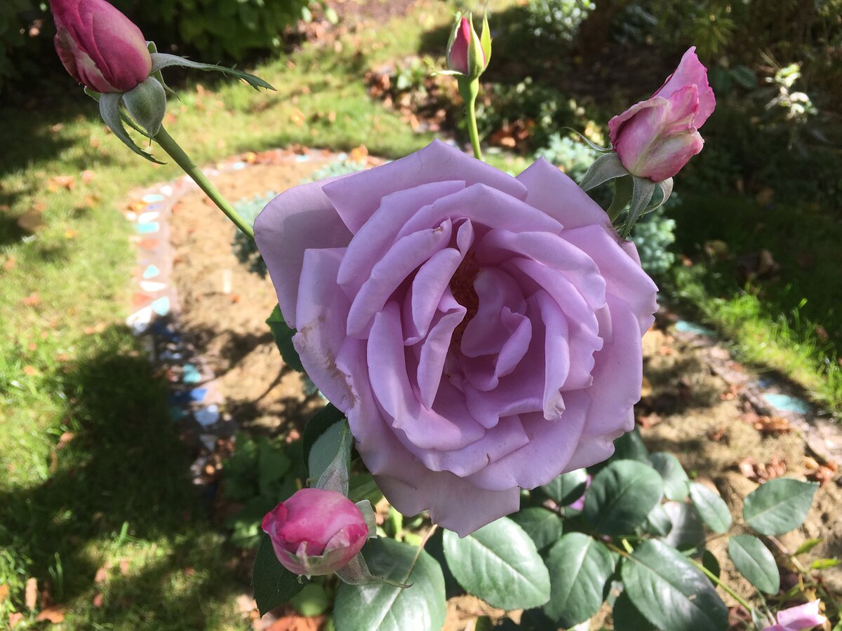 сорт "Голубая луна"