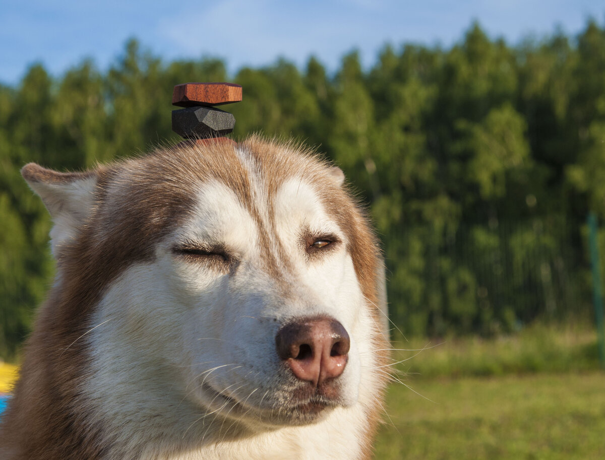 Выдержка уровня Дзен. Как научить собаку держать предмет на носу | In Dogs  we Trust | Дзен