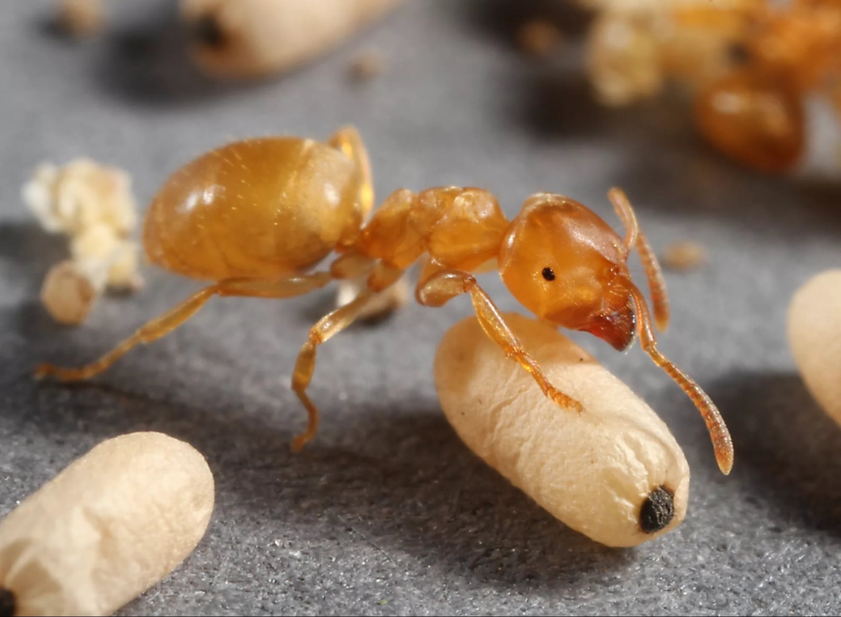 Муравьиные яйца. Муравьи лазиус флавус. Lasius flavus желтый Земляной. Лазиус флавус матка. Lasius flavus Муравейник.