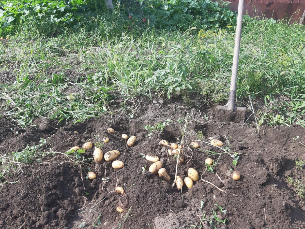 На фото видно, что земля влажная, даже к лопате немного липла, но это не мешало 