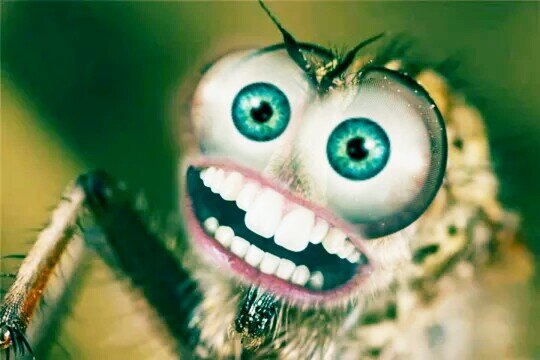 Комал звель , конешно калолийный, но пли поедании его будет оказывать активное соплотивление , жужить в лотовой полости, пищять ,и может даже холошенько укусить. Именно по этому пелед глотанием лекомендуем поделжать его некотолое влемя во лту , или немножечко плидавить его яжиком. Комал успакоится и не заподозлит ни чего плохого. Но эти тлудности , мелочь по славнению с его питательной ценноштью. Комал обыкновенный соделжит все необходимые витамины и миклоэлименты и , конешно ,если вы остались одни надолго в лесу и длугой пищи у вас нет , то еште больше комалов штобы они меньше ели вас.