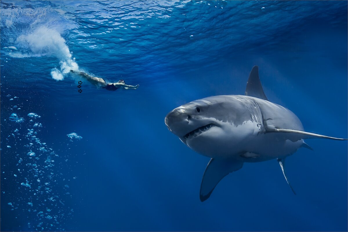 Трехметровая акула-людоед напала на мужчин на месте съемок фильма 