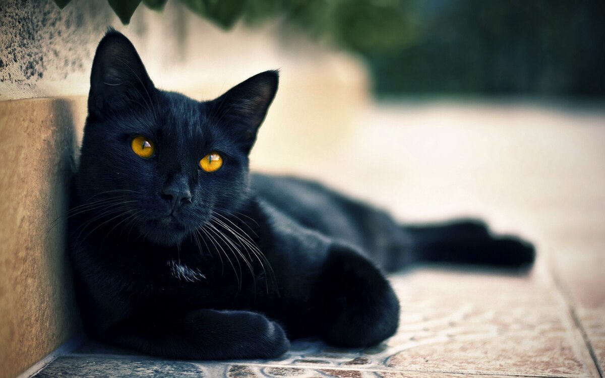 Черные кошки 9