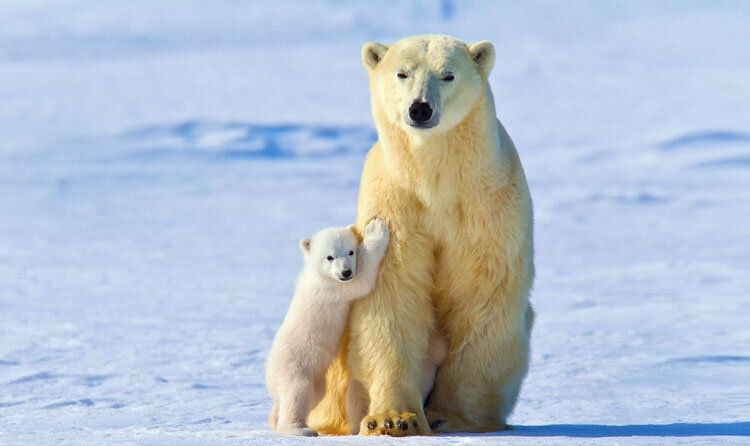   Белый медведь – хищник, входящий в подотряд псообразных, семейство медвежьи и род медведи. Это уникальное млекопитающее относится к вымирающим видам.-2
