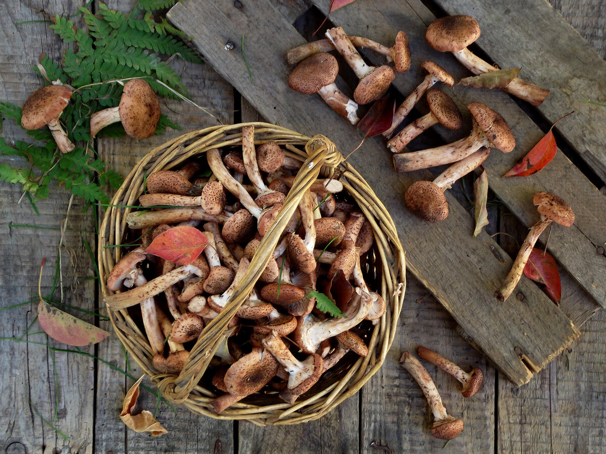 Опята – одни из самых популярных грибов среди любителей даров леса. Эти маленькие грибочки не всегда легко обнаружить, но растут они семьями и при удачном исходе можно собрать целое лукошко.