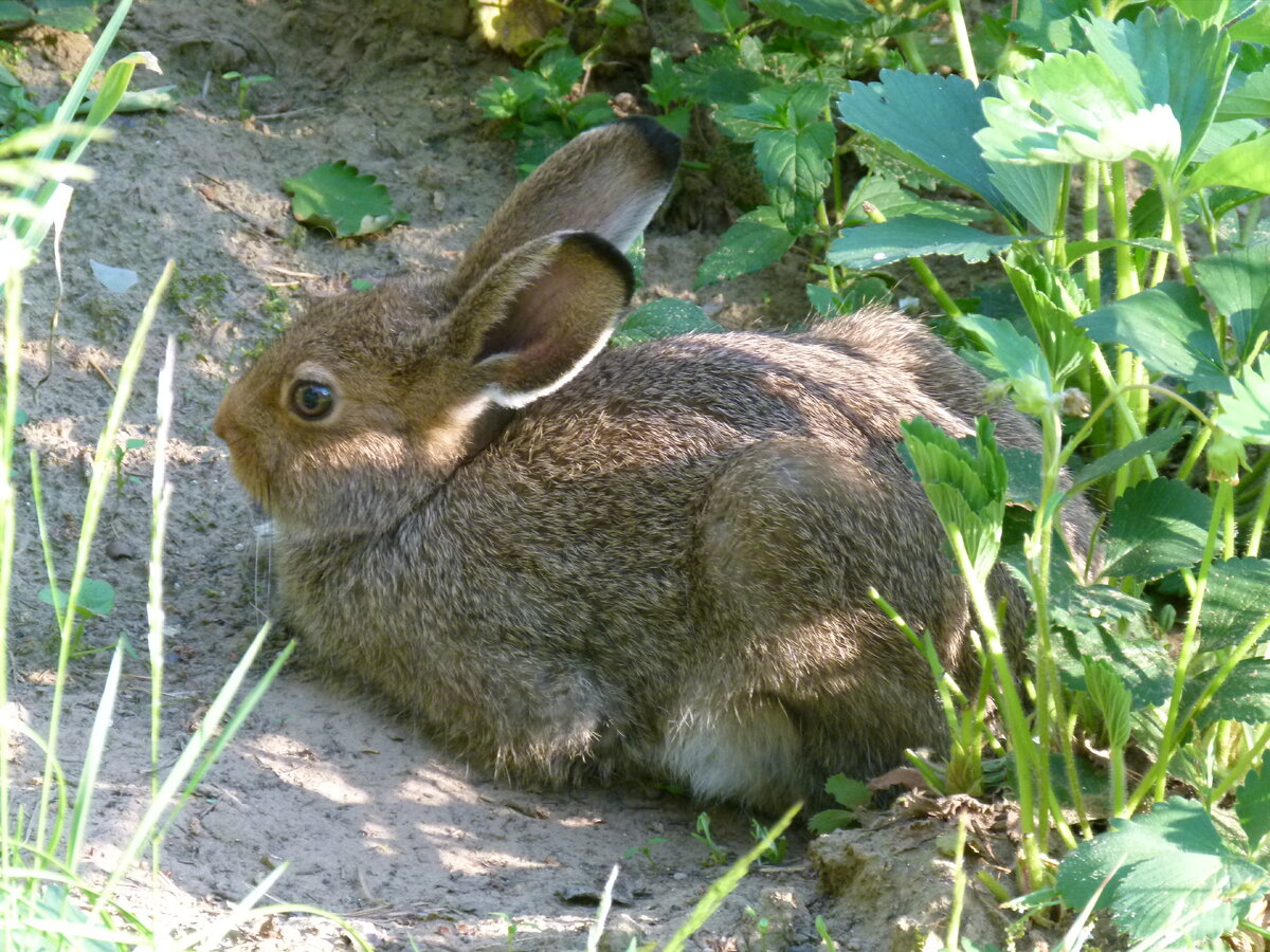 Вениамин Первый Лето 2018 года.