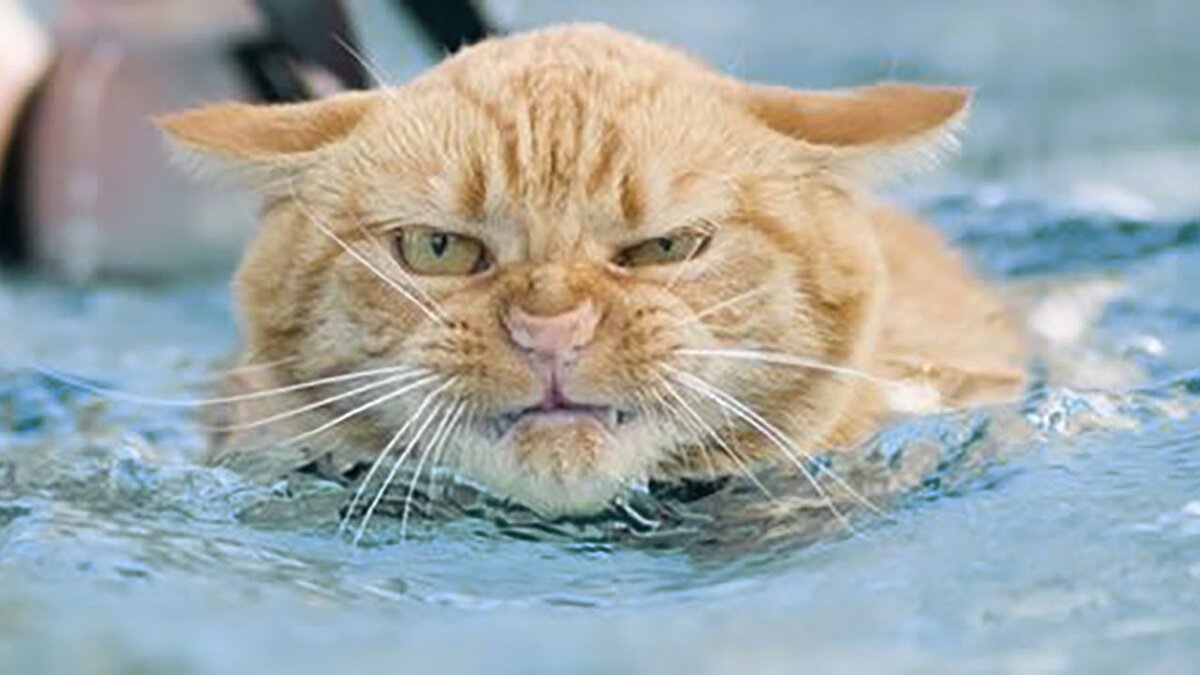                                                                              Не н-н-нада!