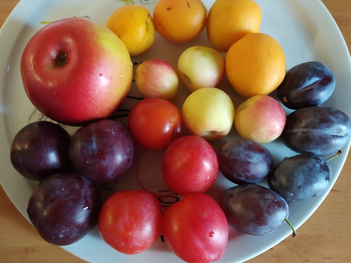 Простой рецепт. Творожный пирог со сливами