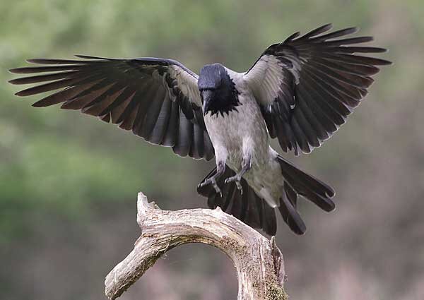 Серая ворона. Источник фото:  joniecnaturalnie.com 