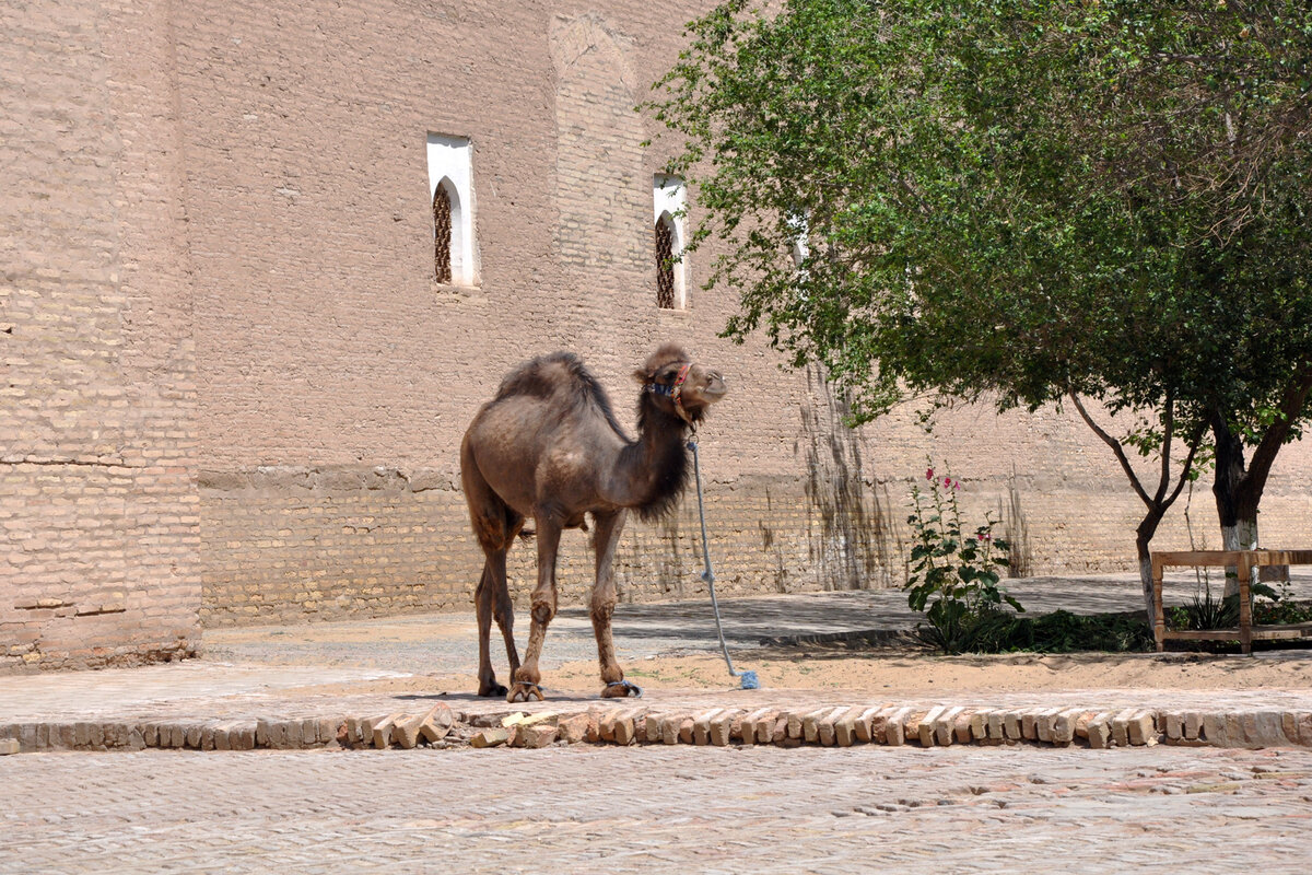 Верблюд у стен медресе Мухаммада Рахим-хана II.