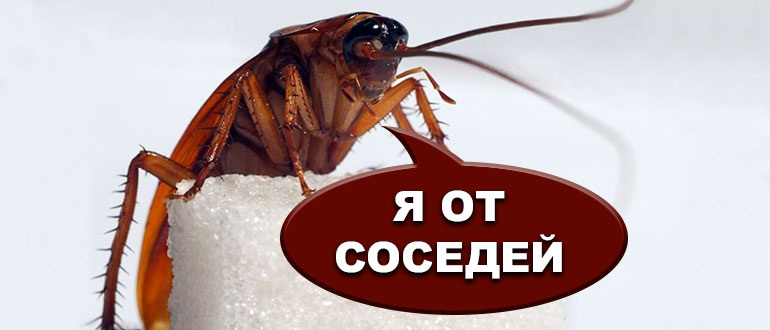 Такие вот друзья часто приходят от соседей