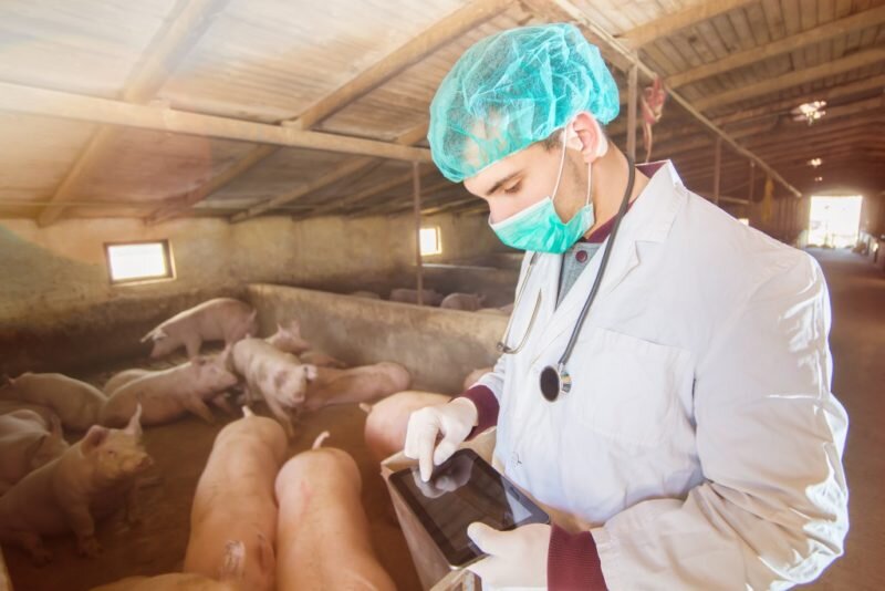   Африканская чума свиней докатилась до Восточной Европы,  сообщает Bloomberg. Сначала Словакия, а теперь и Сербия сообщили об обнаружении инфекции.