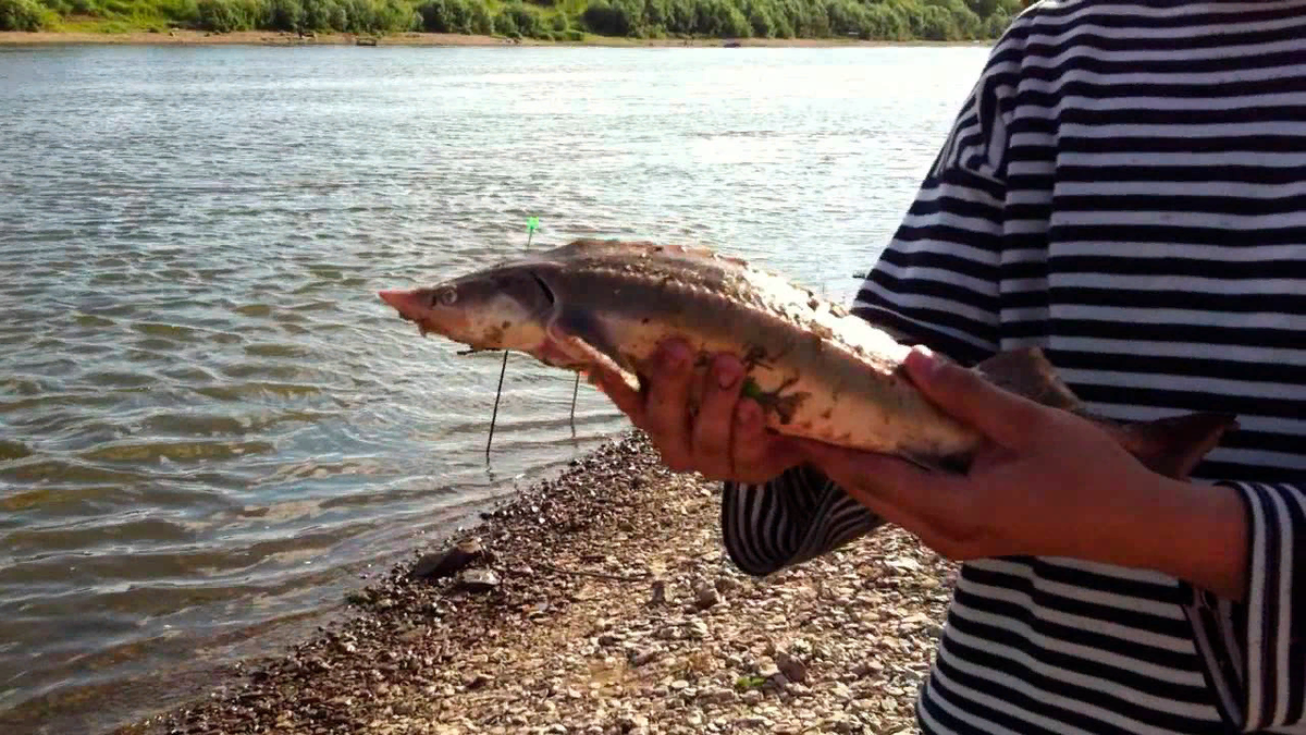 Стерлядь. Источник: яндекс картинки.