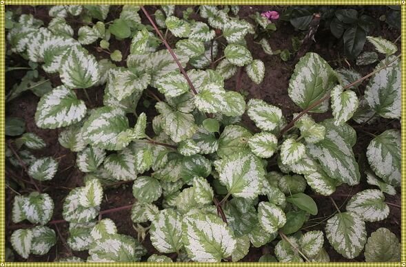 фото взято из интернета