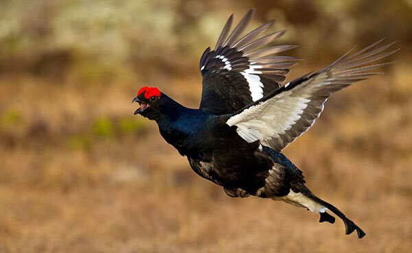 Тетерев-косач самец. Источник фото: birdguide.club