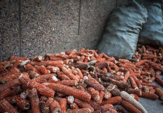 Вот такие качаны ставили в сельском туалете вместо бумаги