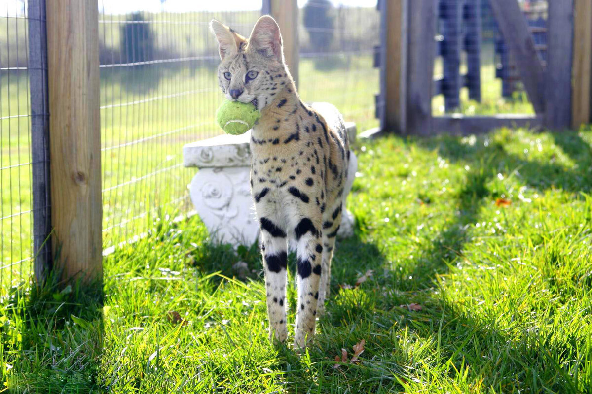 Кошка породы саванна