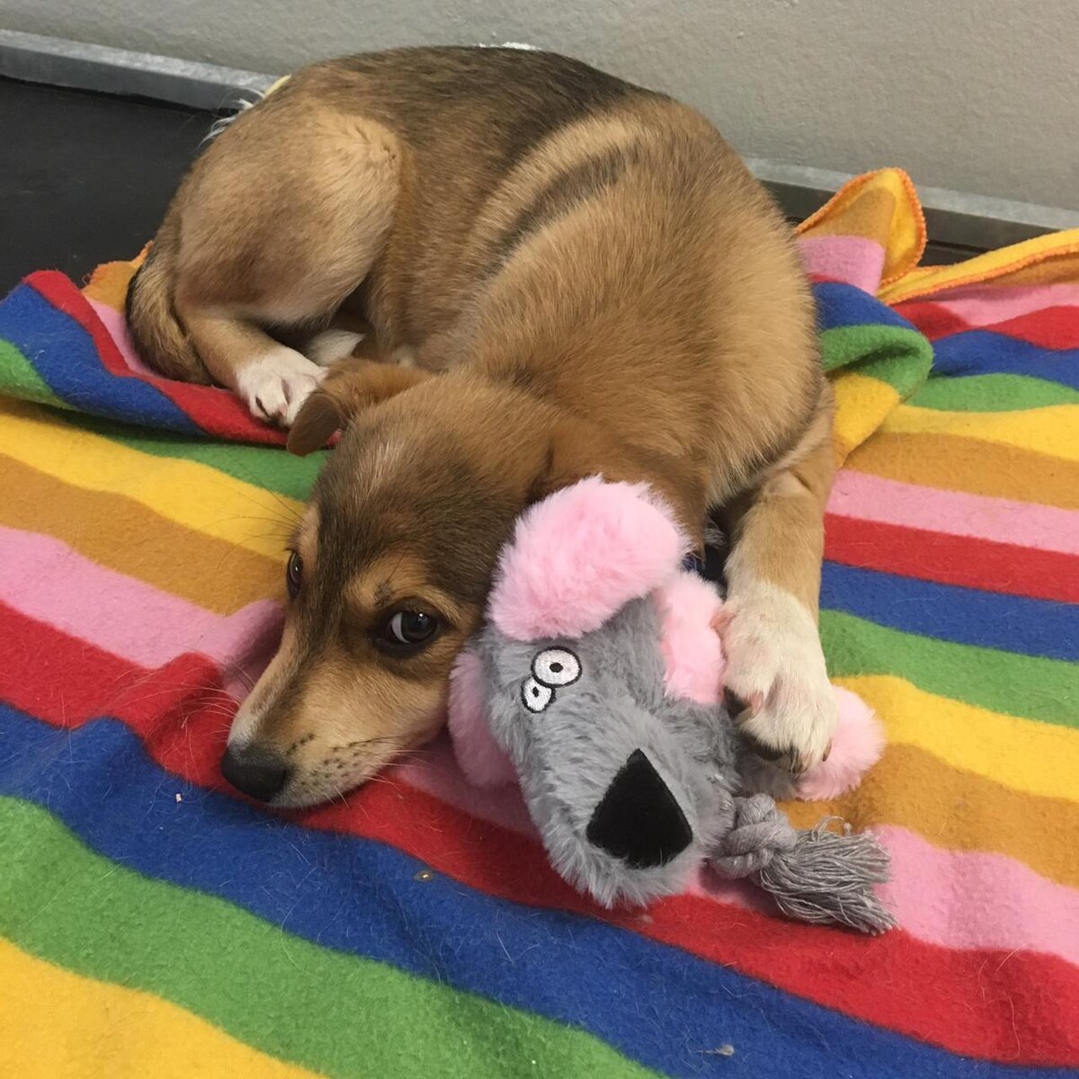 Бони  ждёт своего человека, а пока - очень грустит...