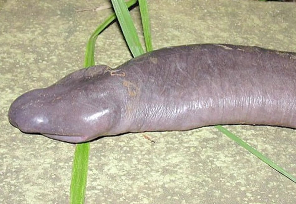 Atretochoana eiselti