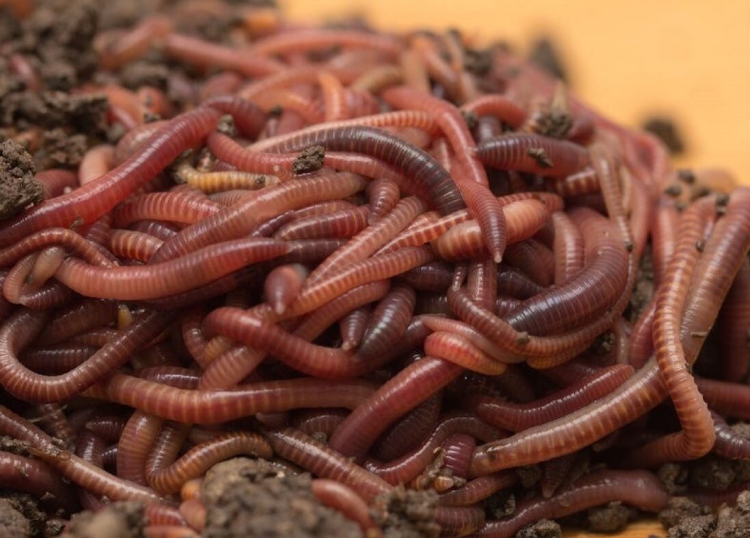 Фото из интернета