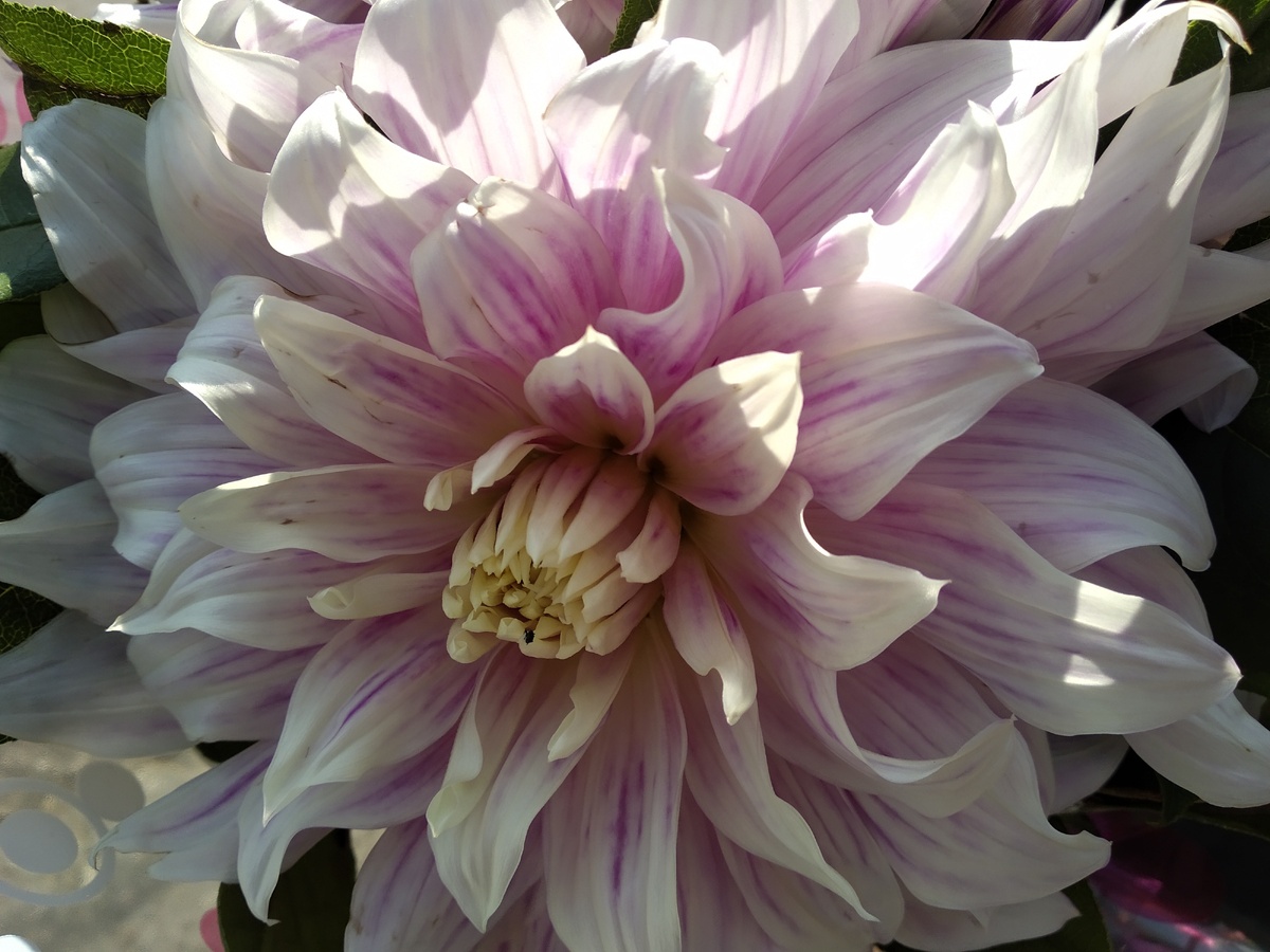 георгинчики.  я их чёт не узнала - так красиво в букет насобирали, что не узнала)) дизайнеры, ага)