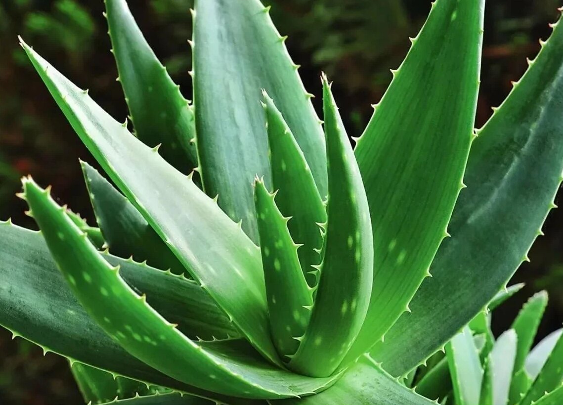 Столетник отлично лечит многие наружные проблемы