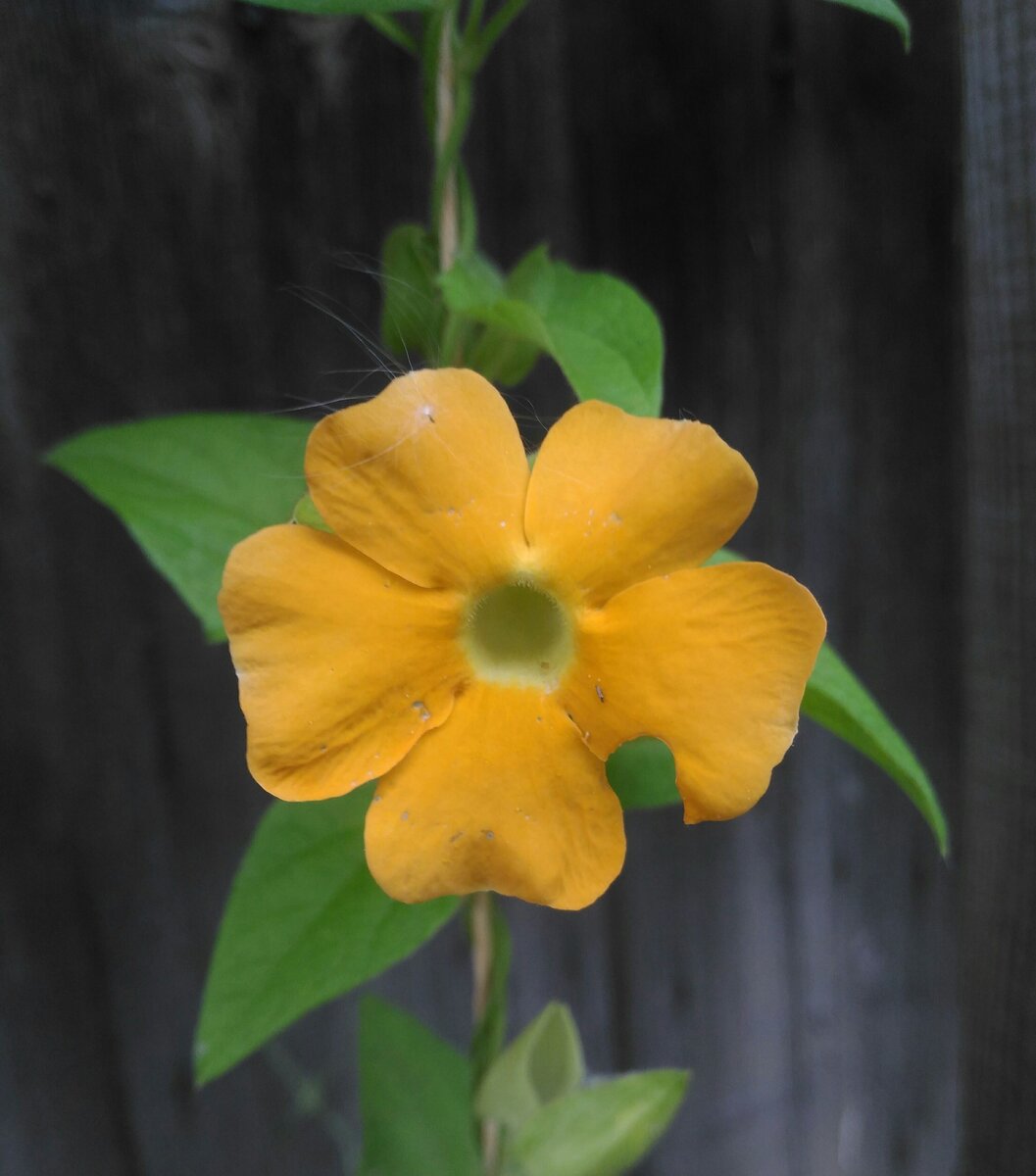 Тунбергия - красивый цветок, но больше подходит для выращивания как ампельное, а не вьющееся растение