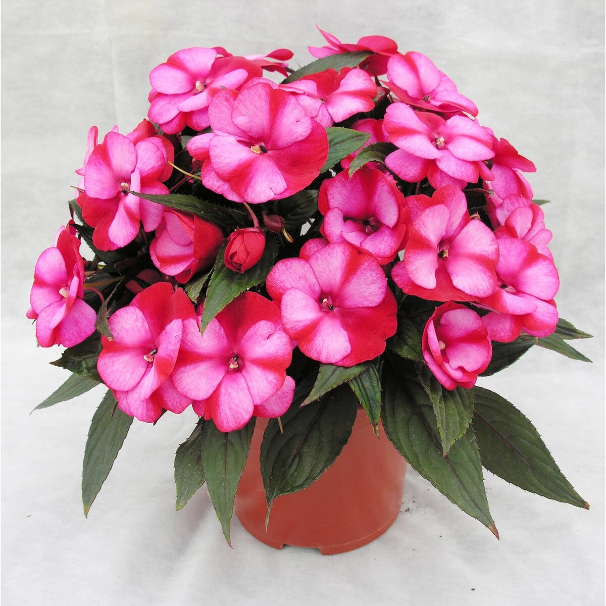 Можно ли устоять при виде такого чуда ? - источник яндекс картинки