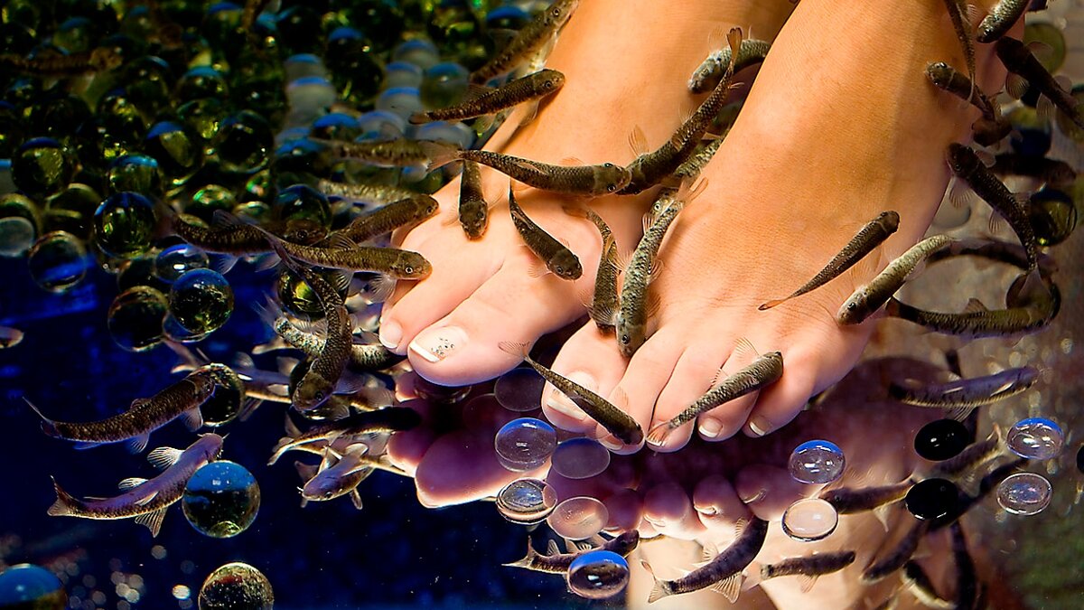 Fish-пилинг. Опасность пилинга рыбками Гарра Руфа. Мое мнение | Весточка с  юга☀ | Дзен