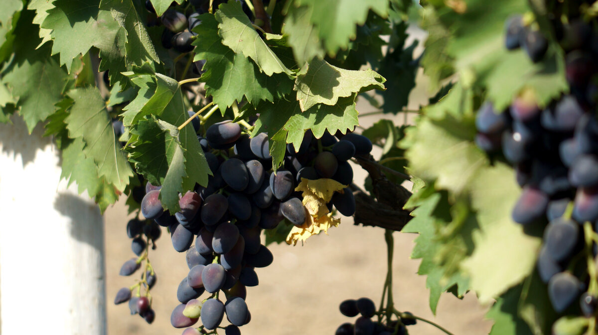 Кубанский виноград.