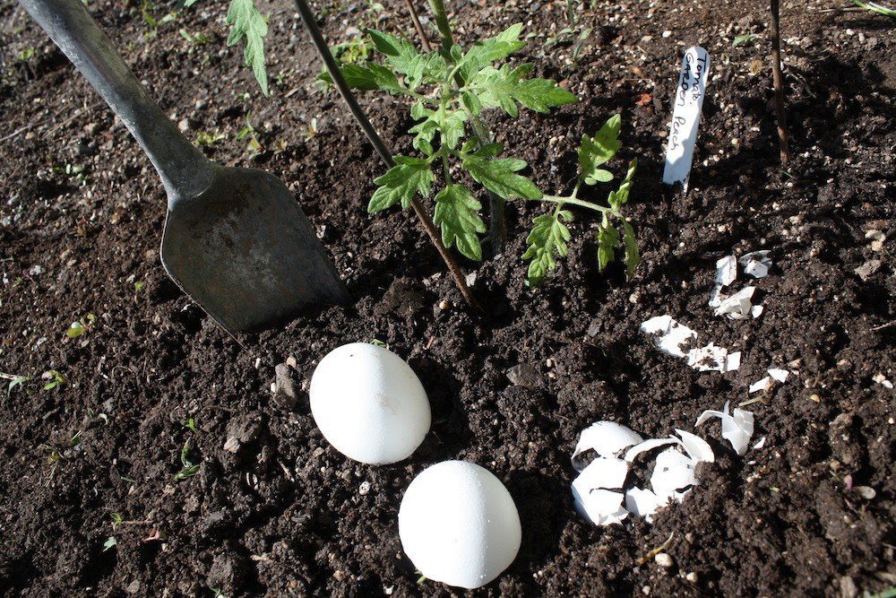 Можно ли сажать яйца. Скорлупа яиц для огорода. Удобрение яичной скорлупой в огороде. Скорлупки яиц в огороде. Яичнаяшкарлупа дляогорода.