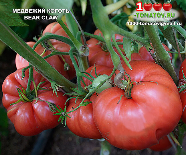 Томат Медвежий коготь Bear Claw
