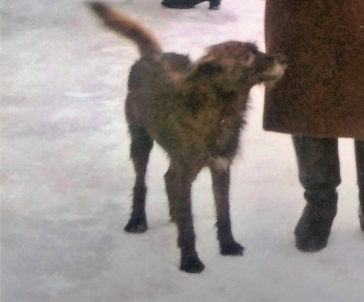 Дик, снимок сделан со старой фотографии