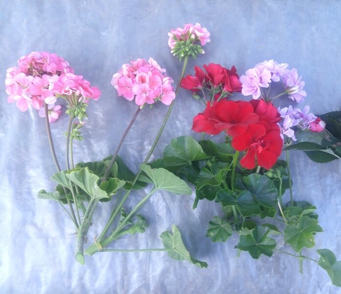 Черенки пеларгонии