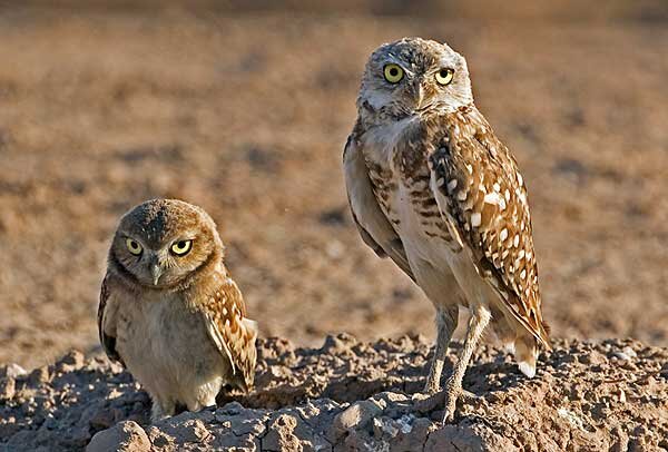 Сыч домовый: описание птицы, фото, образ жизни и интересные факты | Дела (тренажер-долинова.рф)