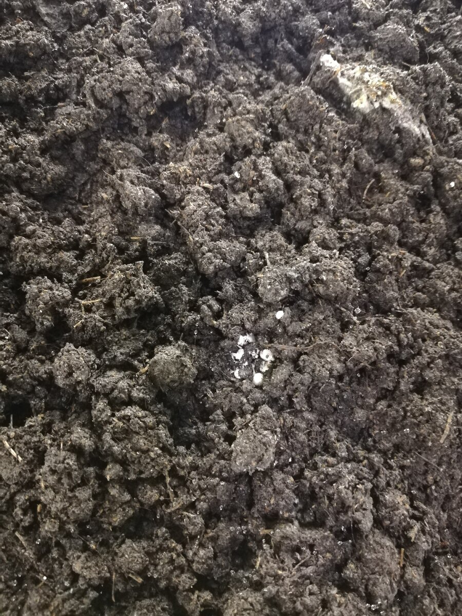 Первая кучка сигнальных грибов, появившихся на поверхности покровной смеси