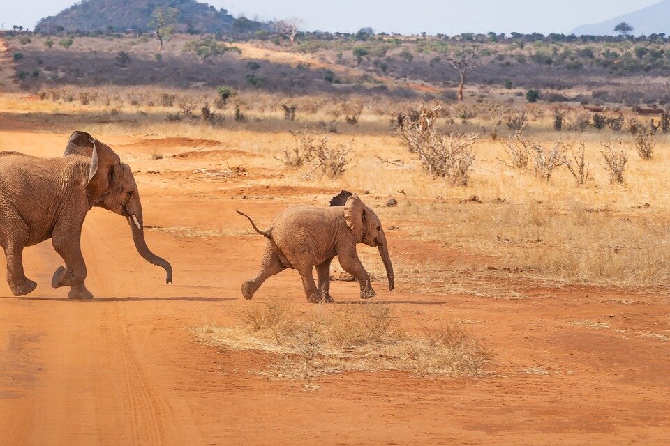 https://cdn.pixabay.com/photo/2019/03/08/20/13/safari-4043090_960_720.jpg