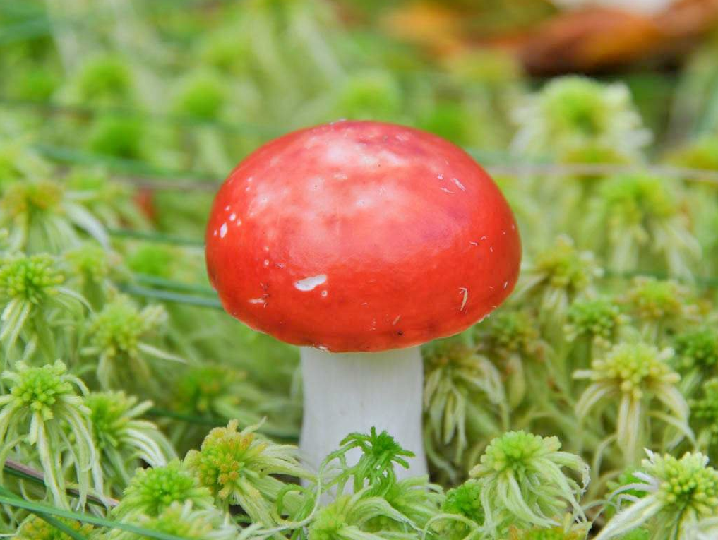 Мицелий Сыроежки сереющей / Сыроежка выцветающая (Russula decolorans)