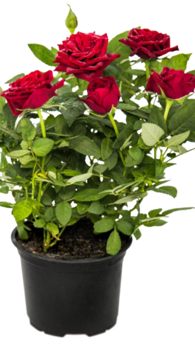 роза Кордана