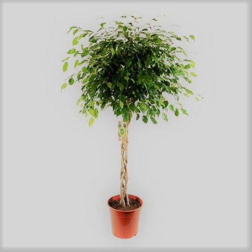 This tropical woody plant will not cause trouble and will require minimal effort. Pretty quickly from a small sprout you can get a real indoor tree with delicate foliage.