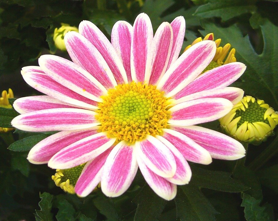 https://cdn.pixabay.com/photo/2012/09/22/12/27/garden-chrysanthemum-57763_960_720.jpg